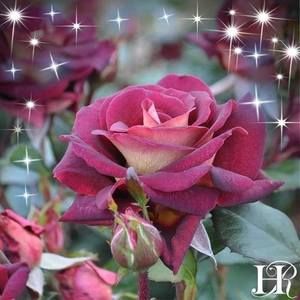 Meet your Posher, Penny